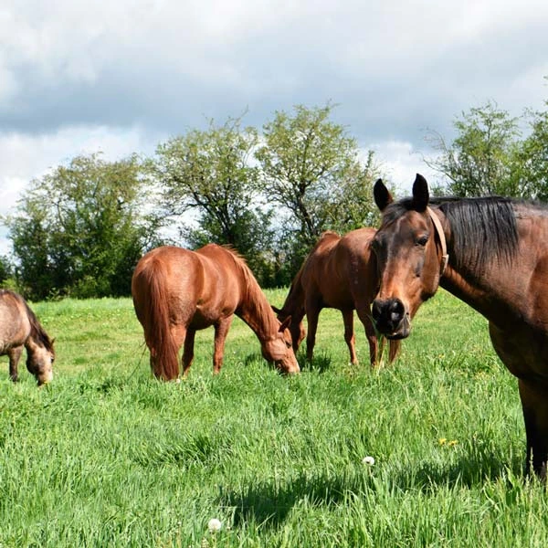 Pension pour chevaux à Vic-le-Comte, Puy-de-Dôme